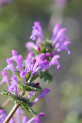 Flowers of common henbit, shape like a giraffe head, is flowering in the field.