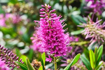 Hebe is a genus of plants native to New Zealand, Rapa in French Polynesia, the Falkland Islands,...