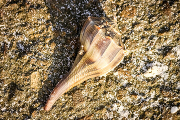 shell on the beach