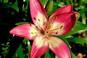 Lily, Lilium is a genus of herbaceous flowering plants growing from bulbs, all with large prominent flowers