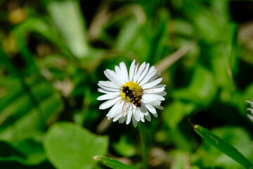 Fototapeta premium Hover Flies are common garden visitors, sipping nectar from flowers. Some flies are mimics -- they have black and yellow bands that make them look like bees and wasps. 