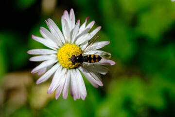 Hover Flies are common garden visitors, sipping nectar from flowers. Some flies are mimics -- they...