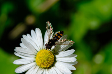 Hover Flies are common garden visitors, sipping nectar from flowers. Some flies are mimics -- they have black and yellow bands that make them look like bees and wasps. 