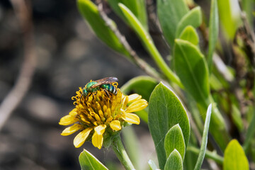 Fototapeta premium Metallic green bee Agapostemon splendens on yellow salt marsh flower Sea ox-eye daisy Borrichia frutescens in sun