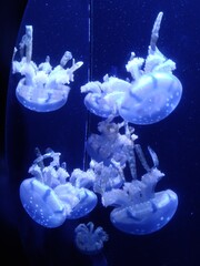 Obraz premium Meduse Mastigias