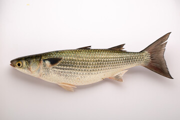 Fresh water fish-Rohu