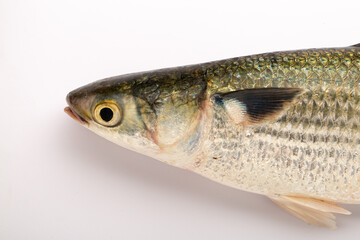 Fresh water fish-Rohu