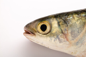 Fresh water fish-Rohu