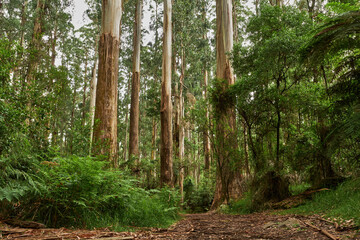 Australian Mountain Ash, Eucalyptus regnans, known variously as mountain ash, swamp gum, or stringy gum, is a species of medium-sized to very tall forest tree that is native to Tasmania and Victoria, 