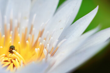 水連の美しい花びら