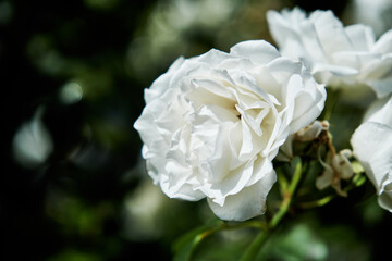 Bunches Of Beautiful White Roses