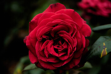 The David Austin English roses carry the beautiful old rose-type blooms with that old-fashioned look to them