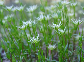 Wild alpine flowers. White saxifrage blooming close up, 