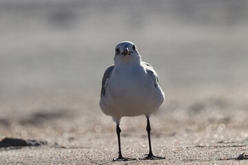 grey heron on the beach