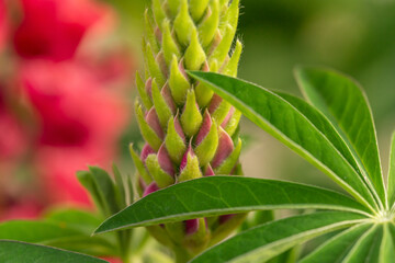 Close-up of pink garden lupin blossoms