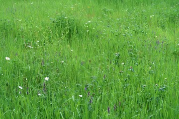 footprint in grass