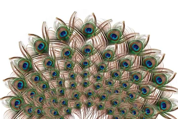 Gordijnen Peacock with fully fanned tail isolated on white background - Carnival Festive, banner © chayanit