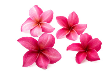 Obraz premium Blossom Red Plumeria or Frangipani flowers isolated on white background.