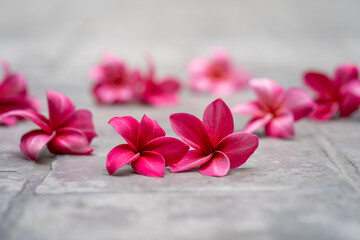 Blossom Red Plumeria or Frangipani flowers on ground at garden.