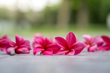 Blossom Red Plumeria or Frangipani flowers on ground at garden.