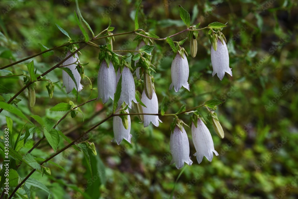 Canvas Prints spottted bellflower. campanulaceae perennial plant.