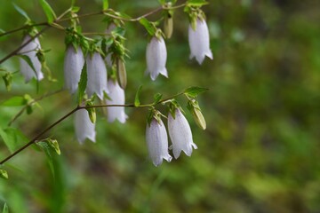 Spottted bellflower. Campanulaceae perennial plant.