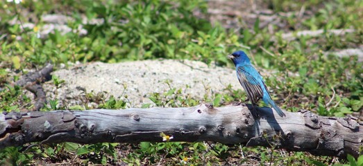 Blue bird on a wooden log
