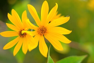 Topinambur plant. Jerusalem artichoke. Useful plants.Yellow flowers of Jerusalem artichoke close-up in a green field. Useful plants . alternative vegetable to the potato.