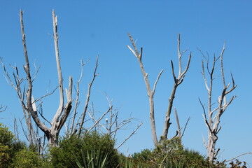 Dead tree branches and blue sky
