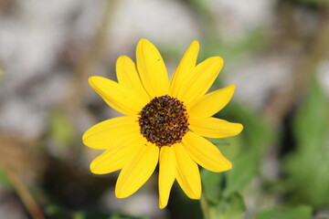 One yellow wild flower with blurred background