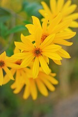 Topinambur plant. Jerusalem artichoke. Useful plants.Yellow flowers of Jerusalem artichoke close-up in a green field.  alternative vegetable to the potato.