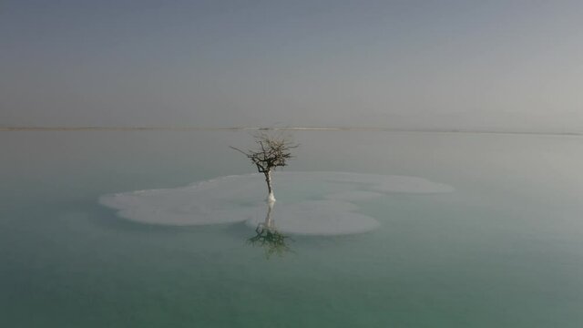 Aerial footage of a Bare tree on a salt deposit in the Dead Sea
drone view from Israel 2021
