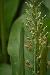 Galangal flower very fresh after rain is feeling good when looking and good smell.
