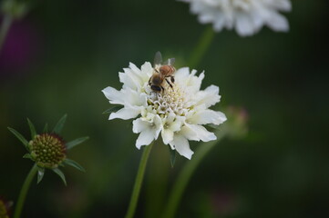 Obraz premium bee on a flower