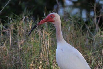 Naklejka premium White Ibis in Grass - Close-up