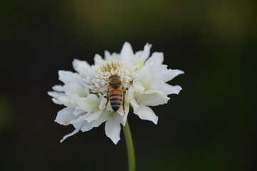 bee on a flower