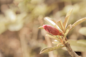 beautiful close up Adenium plant flower bud will bloom, exotic, colorfull background as the tropical flower, desert Rose, Obesum Adenium exotic flower queen pretty flower bloom garden