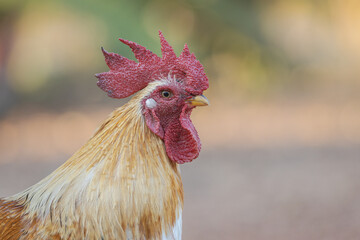 Male Bantam Looking Forward, Thailand.