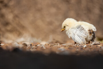 Little Chicken Sunbathe At Daytime.
