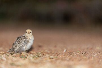The Little Bantam Was Looking At The Cameraman.
