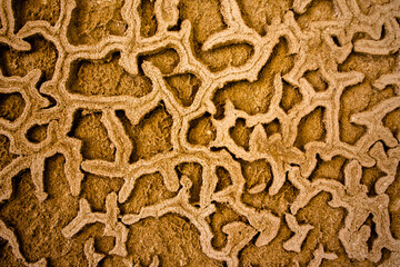 2021 05 30 Favigniana eroded plaster