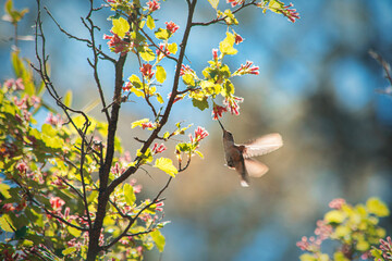 Colibrí