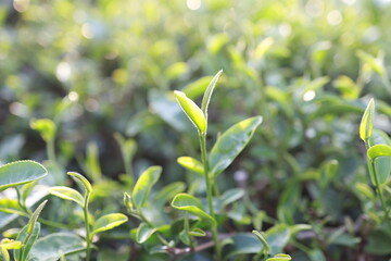 Green tea leaves in a tea plantation Closeup, Top of Green tea leaf in the morning