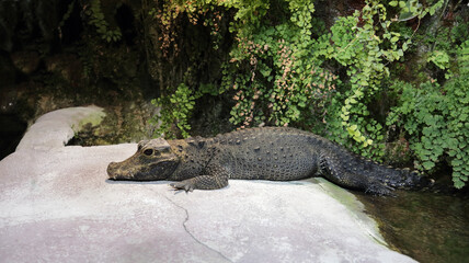 Stumpfkrokodil / Dwarf crocodile / Osteolaemus tetraspis