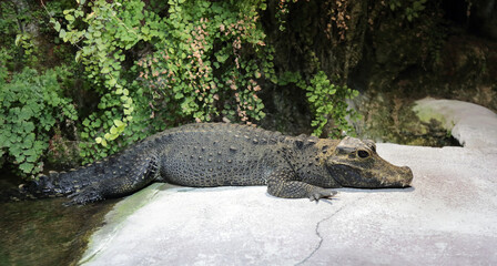 Stumpfkrokodil / Dwarf crocodile / Osteolaemus tetraspis