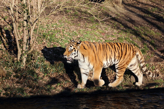 Sibirischer Tiger / Siberian tiger / Panthera tigris altaica