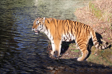 Obraz na płótnie Canvas Sibirischer Tiger / Siberian tiger / Panthera tigris altaica