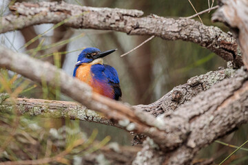 Azure Kingfisher, Durras Lake, NSW, May 2021
