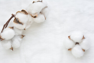 綿の上の綿花

