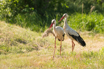 Ein Storchenpaar sucht Nistmaterial